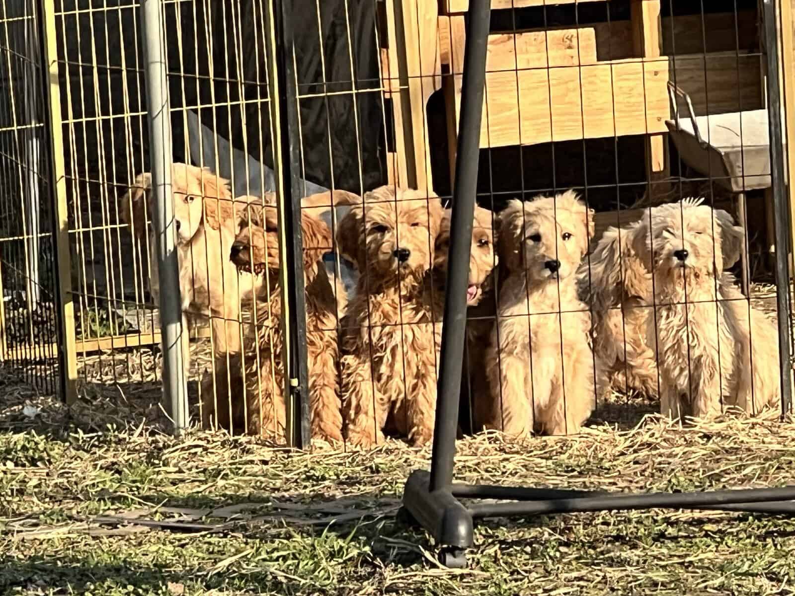 Goldendoodle puppies image 3