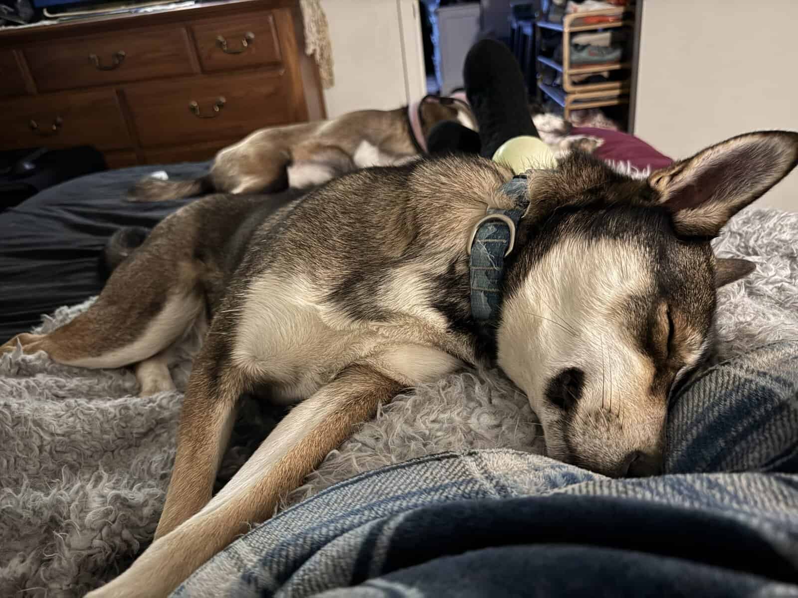 Husky / German shepherd free image 2