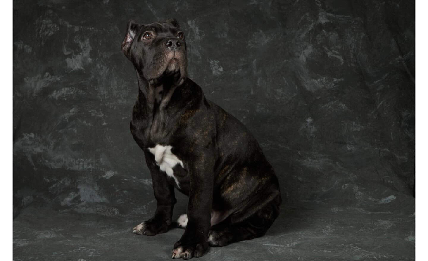 Cane Corso Pups for Sale image 11