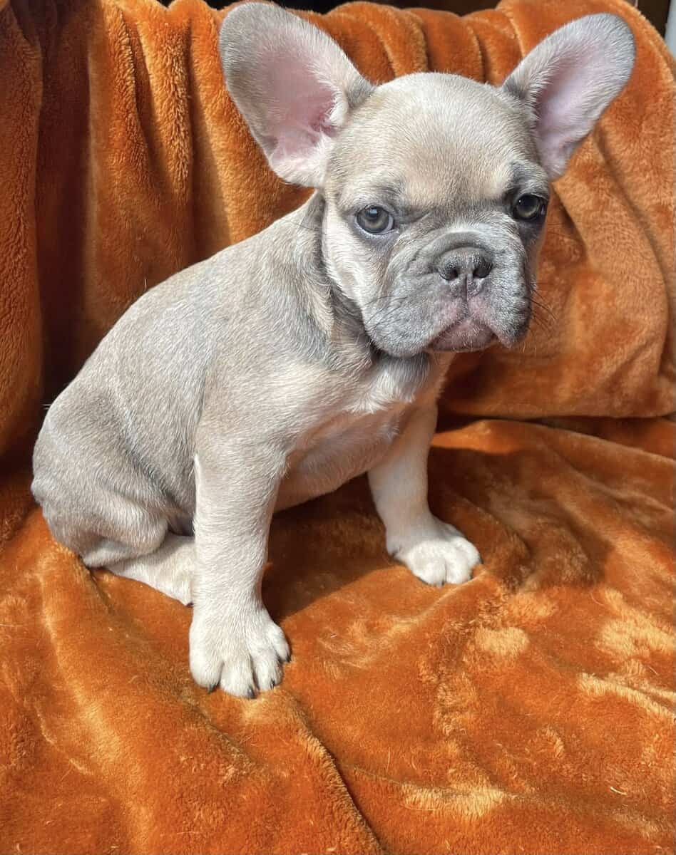 FRENCH BULLDOG EXPECTING IN MARCH image 5