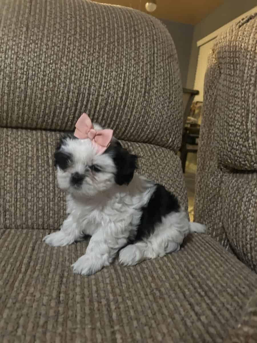 Shitzu puppies image 2