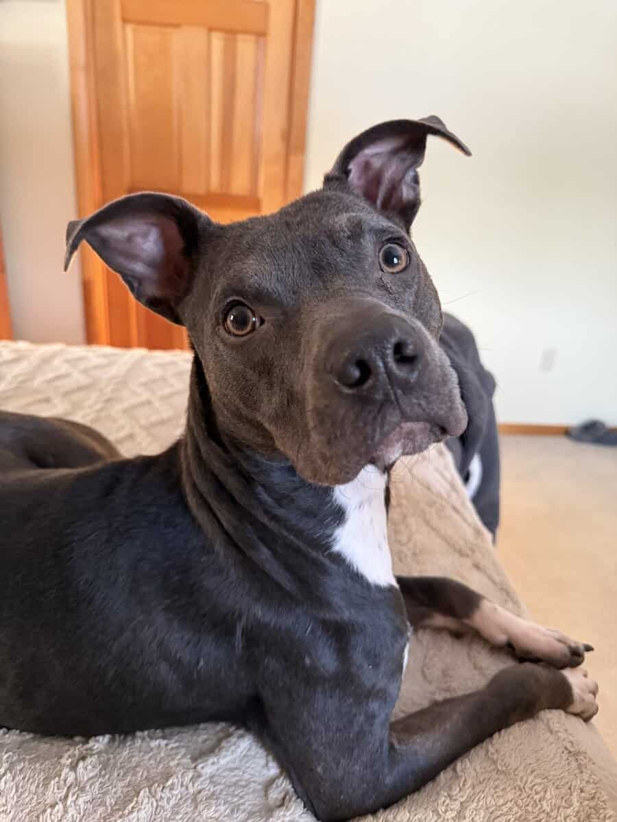Rehoming 11 month old Male Blue Nose Pitbull image 1