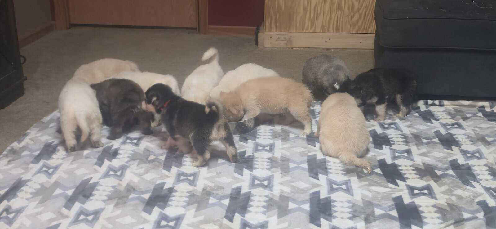 10 pyrenees x malmute hybrid puppies image 3