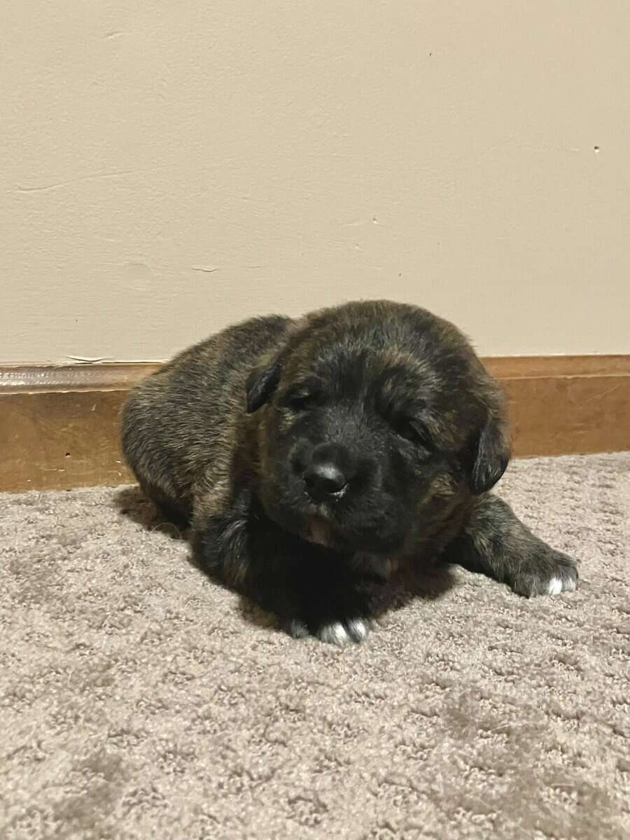 Pyrador Puppies! image 3