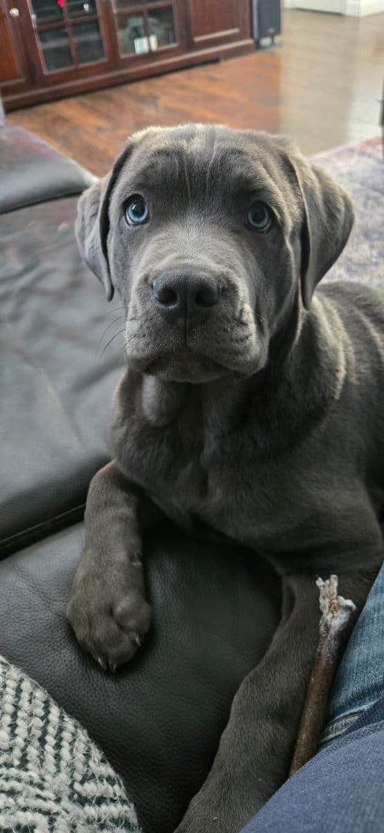Cane Corso Puppy for sale image 3