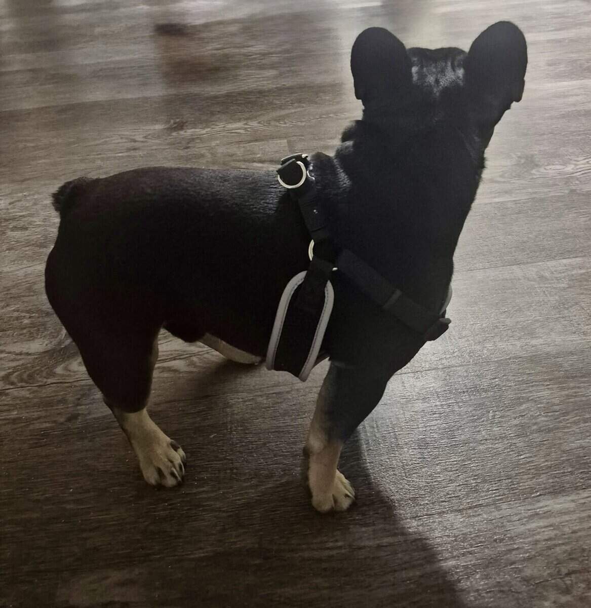 French Bulldog Male pup image 2