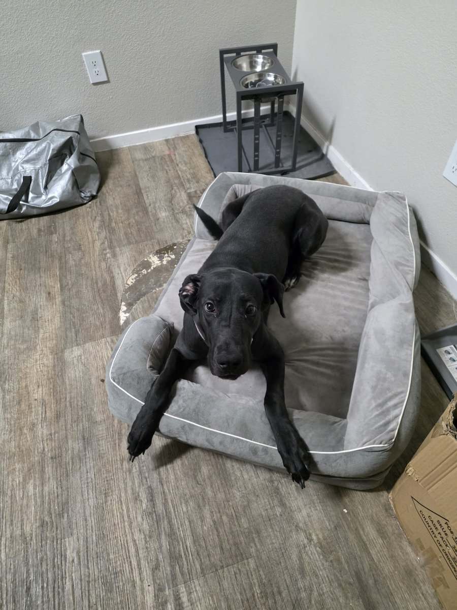Gret Dane mix image 1
