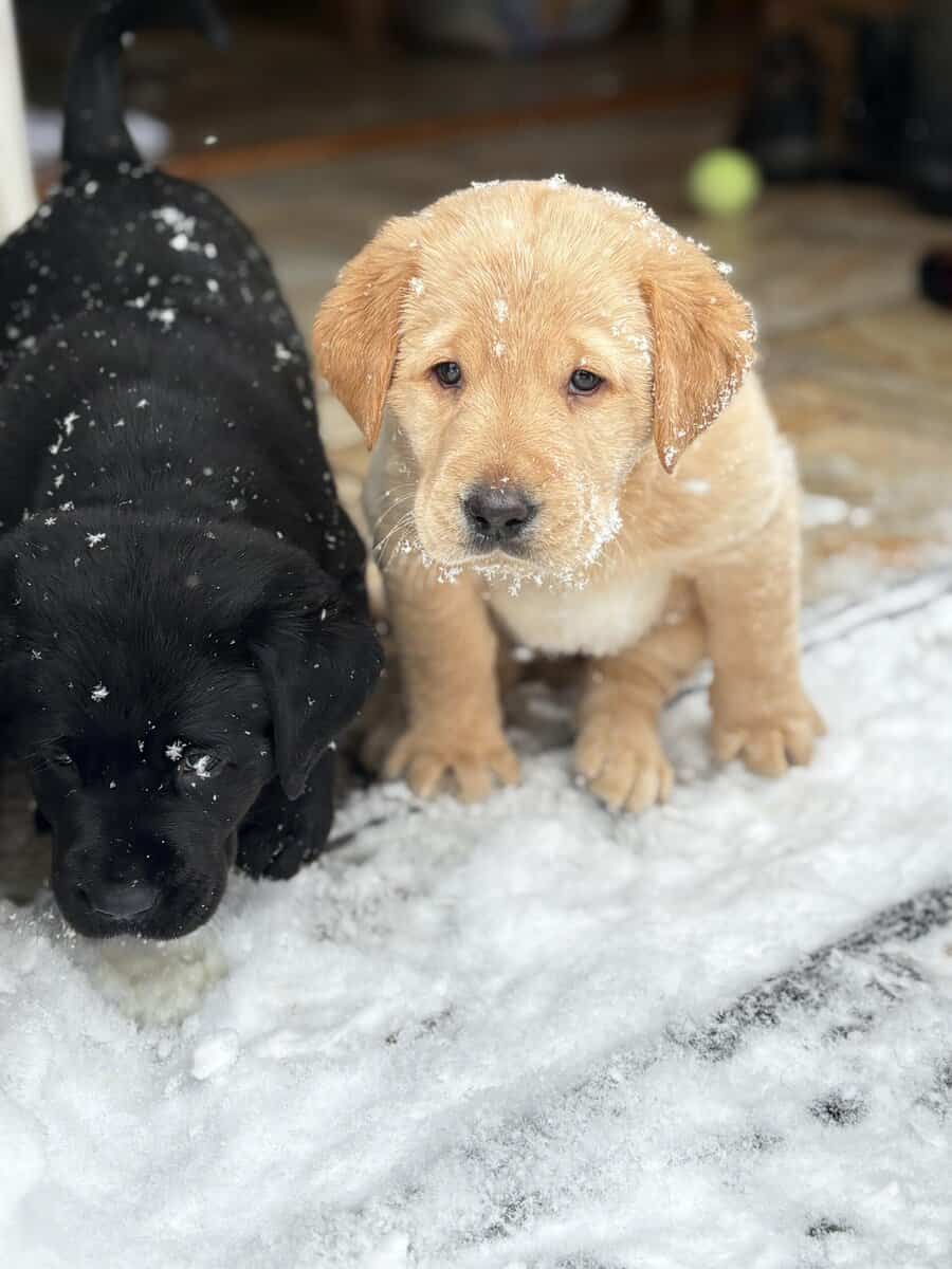 Lab puppies for sale image 1