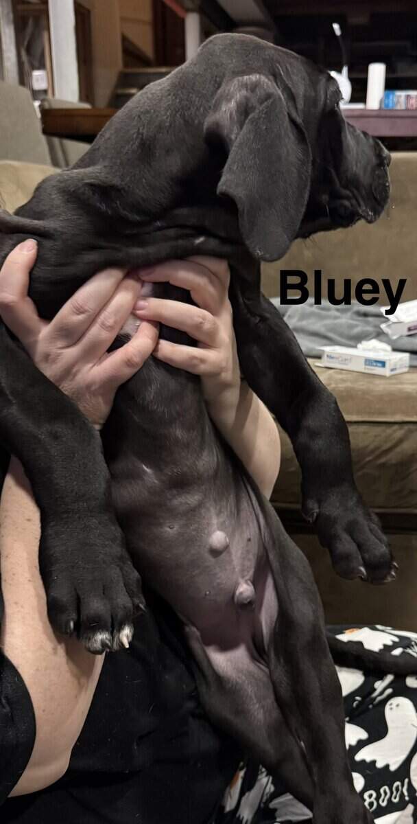 10 week old Great Dane puppy image 2