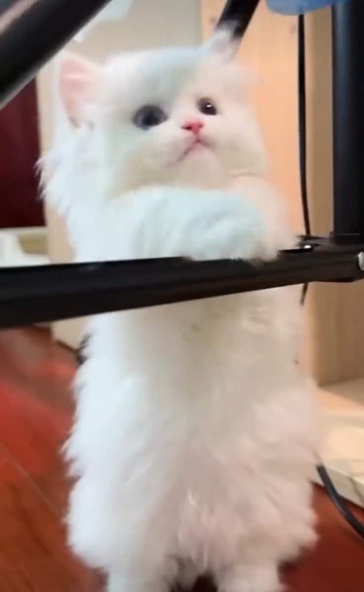 Dollface Persian Kitten image 5