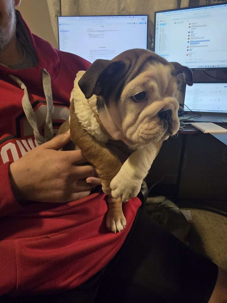 English Bulldog Puppy (Molly) image 1