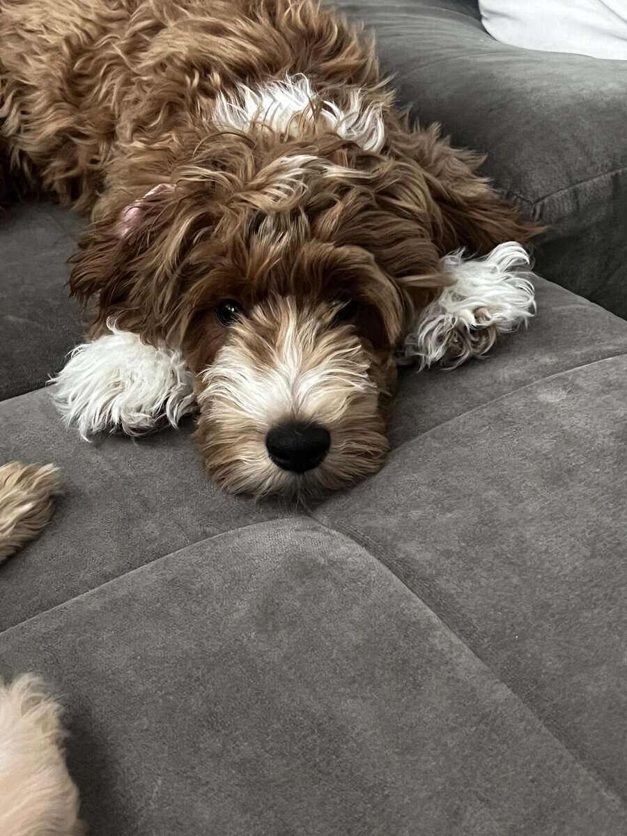 Angelic (M) F1BB Mini Goldendoodle Puppy image 3
