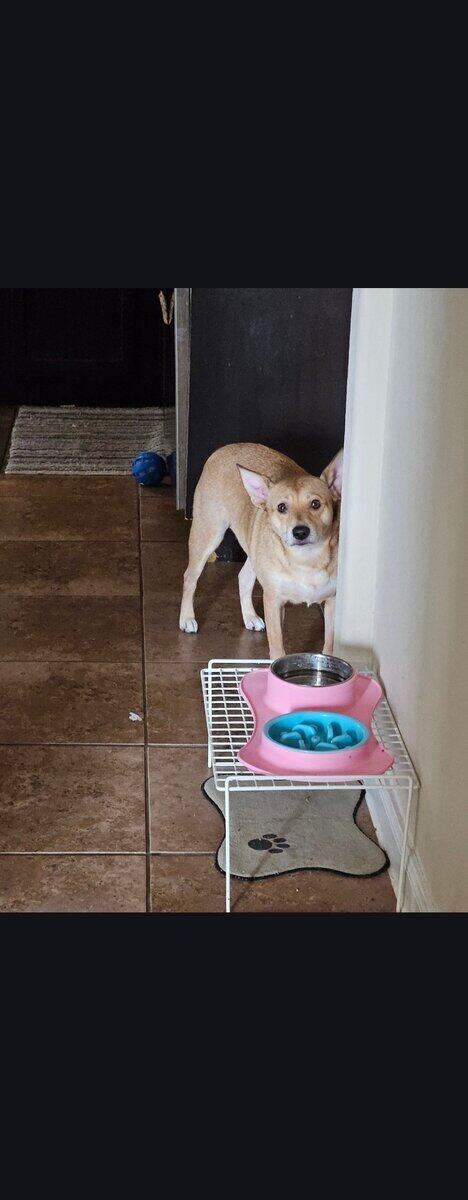 Rehoming My Sweet Girl, Mimi 🐾💔 image 4