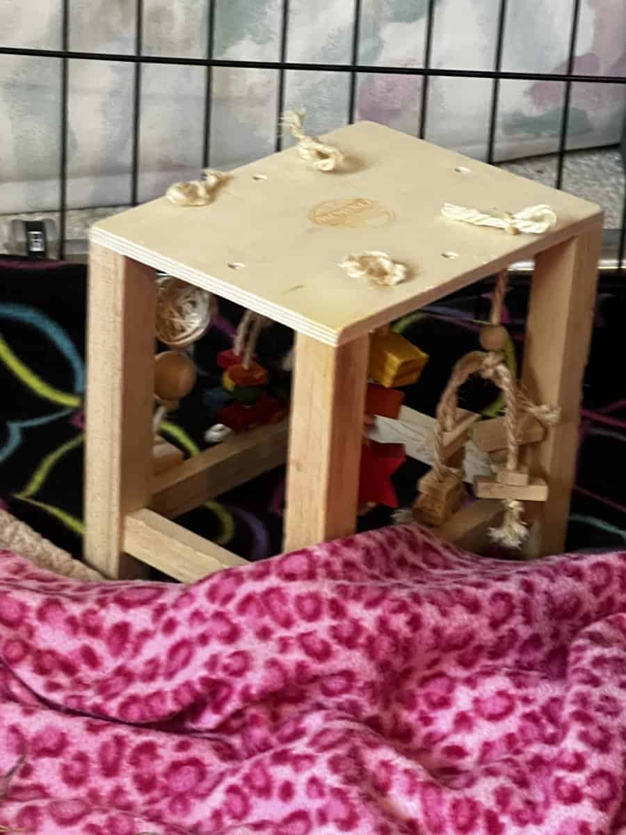 Bunny image 4