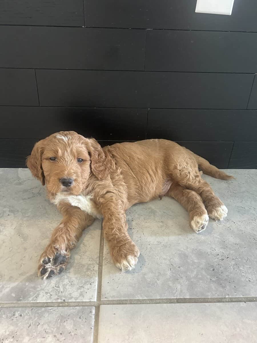 Golden doodle image 3