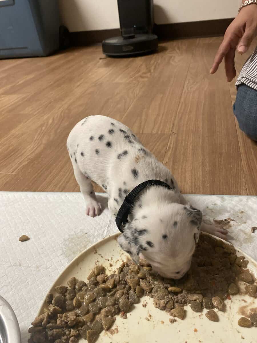 Dalmatian puppies image 10
