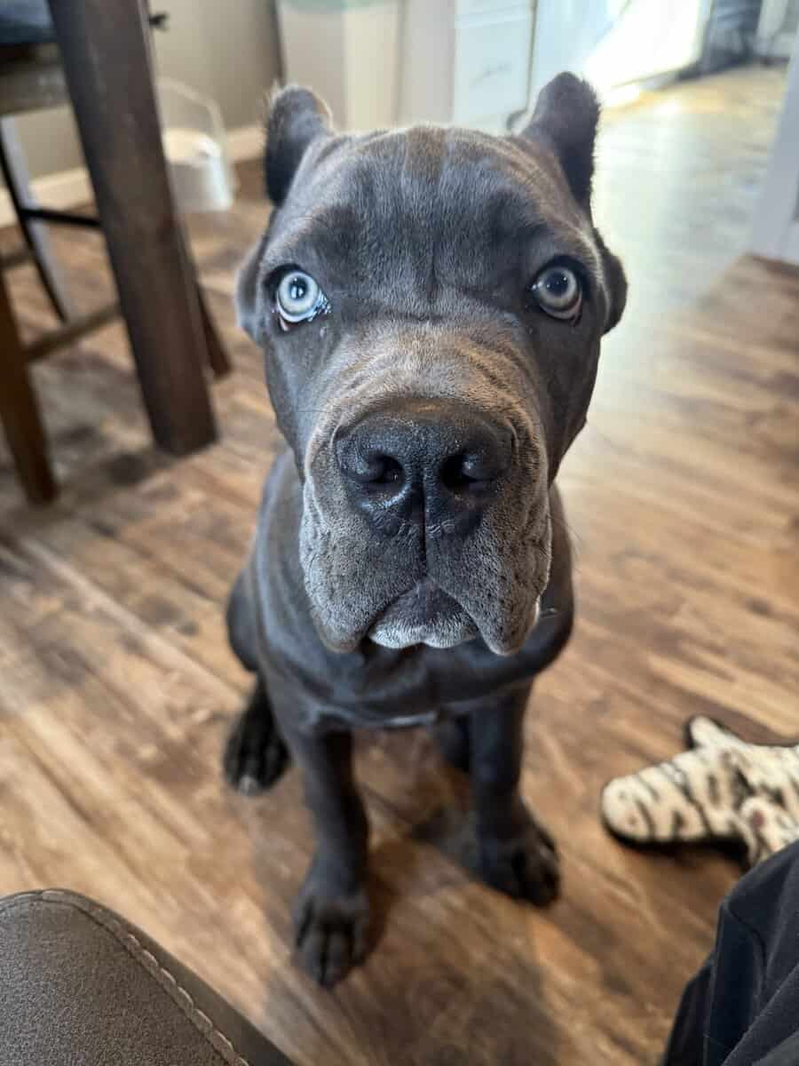 Cane corso image 1