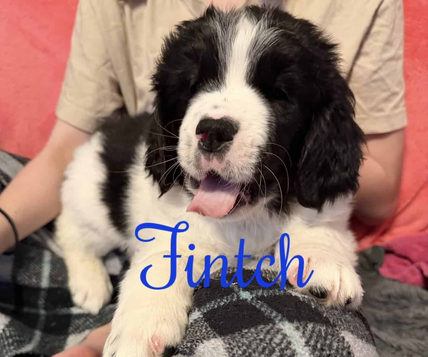 Newfoundland Puppies | Upstate Newyork image 5