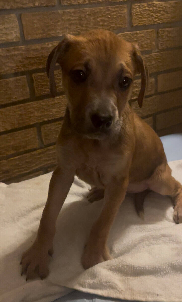 Dane/Dal mix puppies image 4