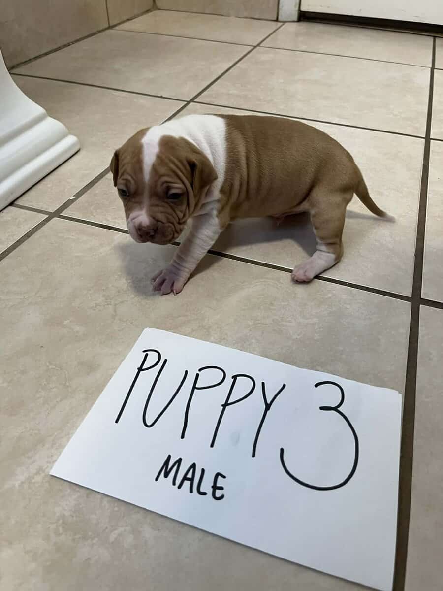 Beautiful 5 week old Red Nose American pittbulls image 1