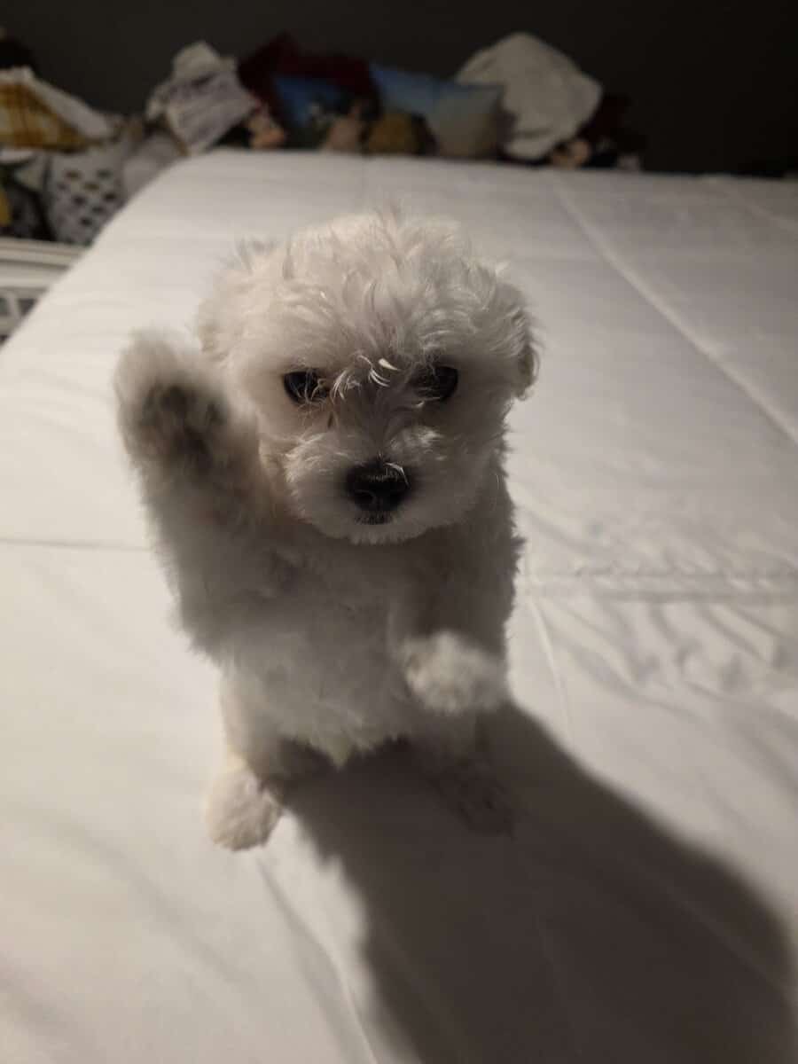 3..9 week old Maltese pups for sale image 3