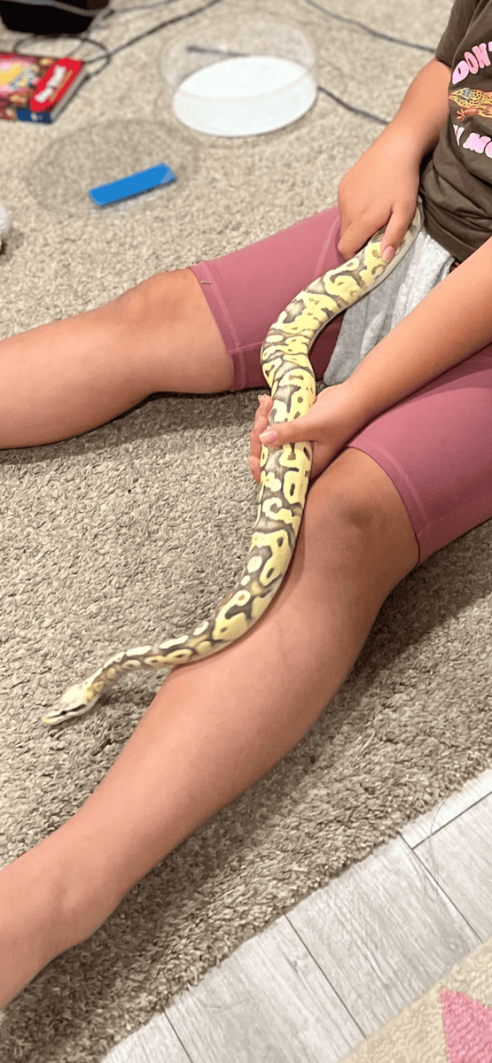 Ball Python and accessories image 4