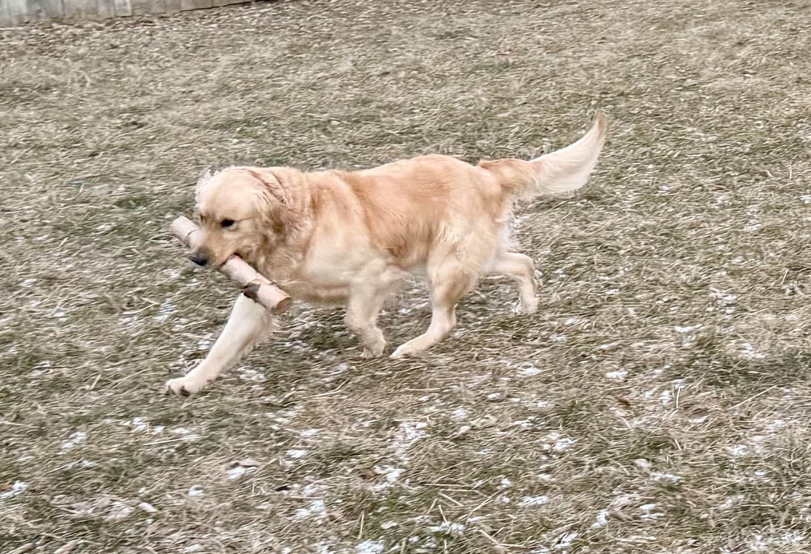 Golden Retriever Adoption image 3