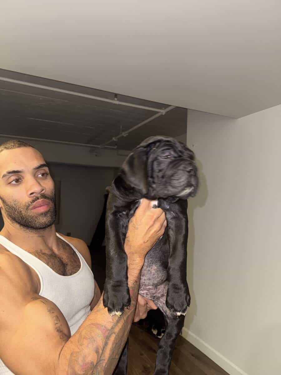 Cane Corso black image 4
