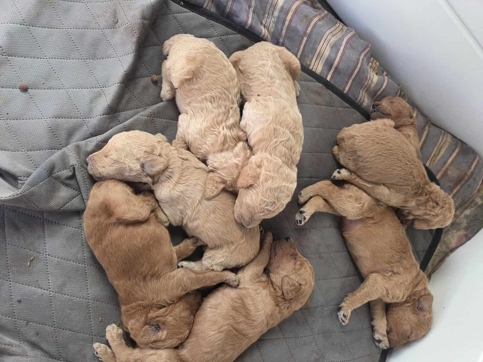 Poodle puppies image 3