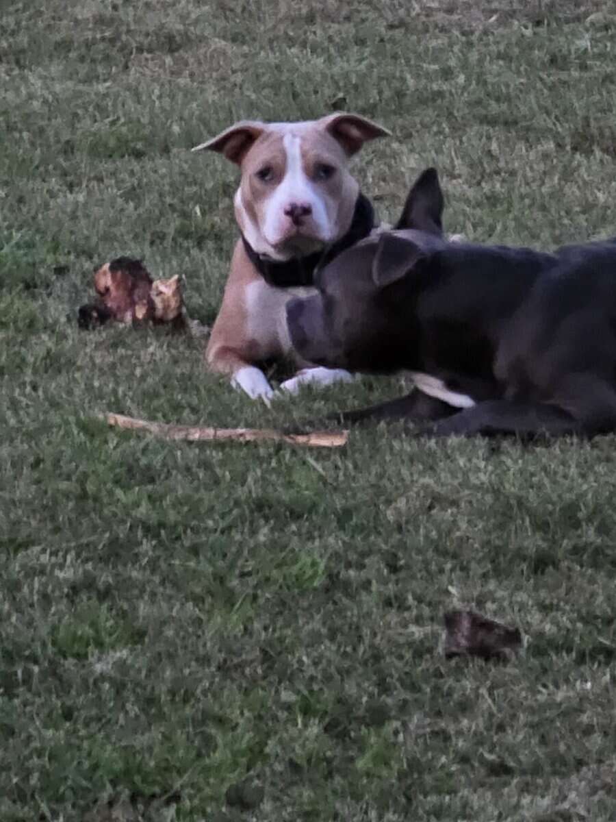 Sweet female 1/2 APT and 1/2 Pocket Bully image 1