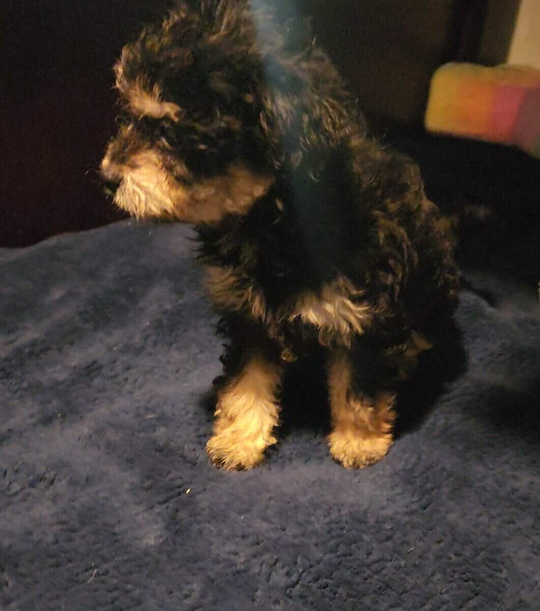 Mix Multi Poodle Puppy - $550 (Salinas) image 1