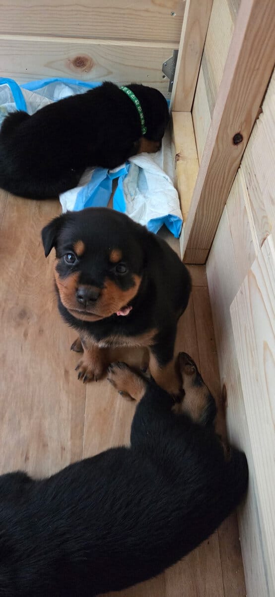 Rottweiler Pink image 2