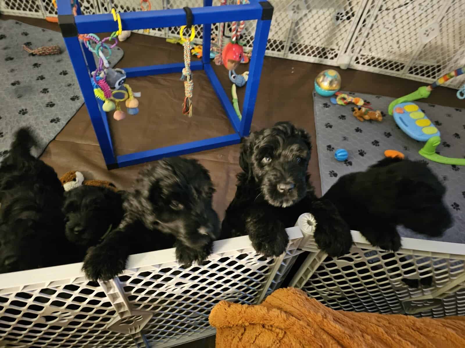 Black Russian Terriers Puppies image 1