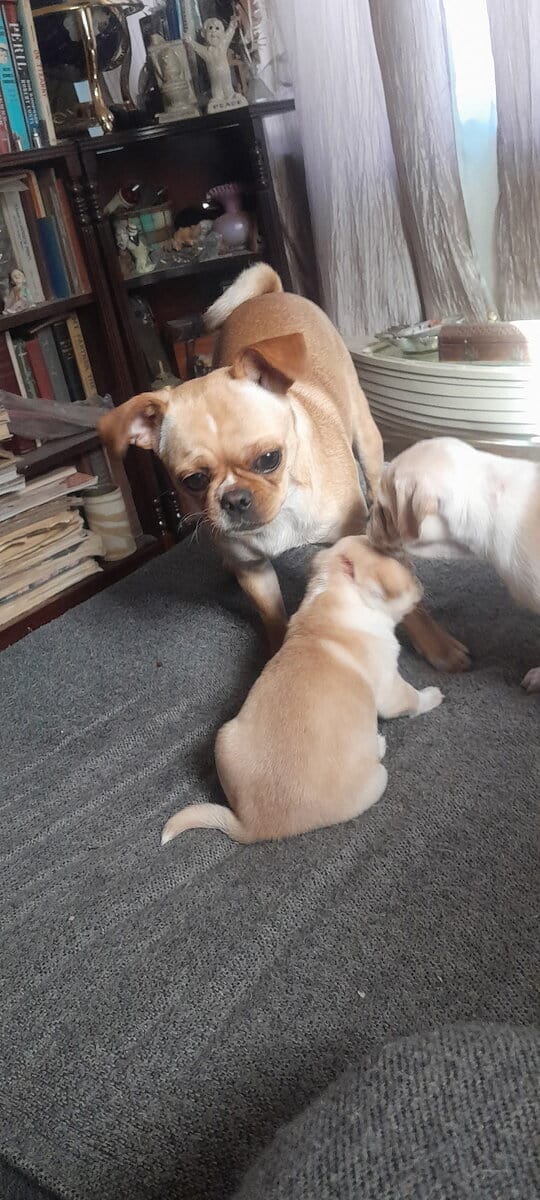 4 Chug puppies for sale $300 image 4