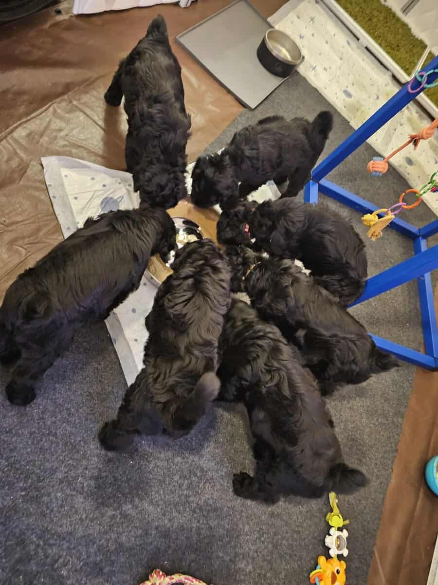 Black Russian Terriers Puppies image 5