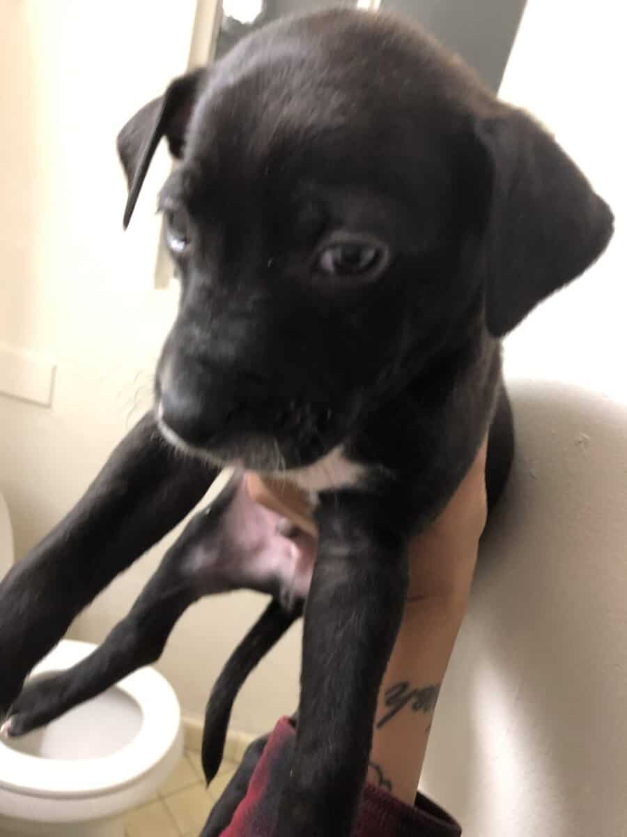 Puppies for sale image 1
