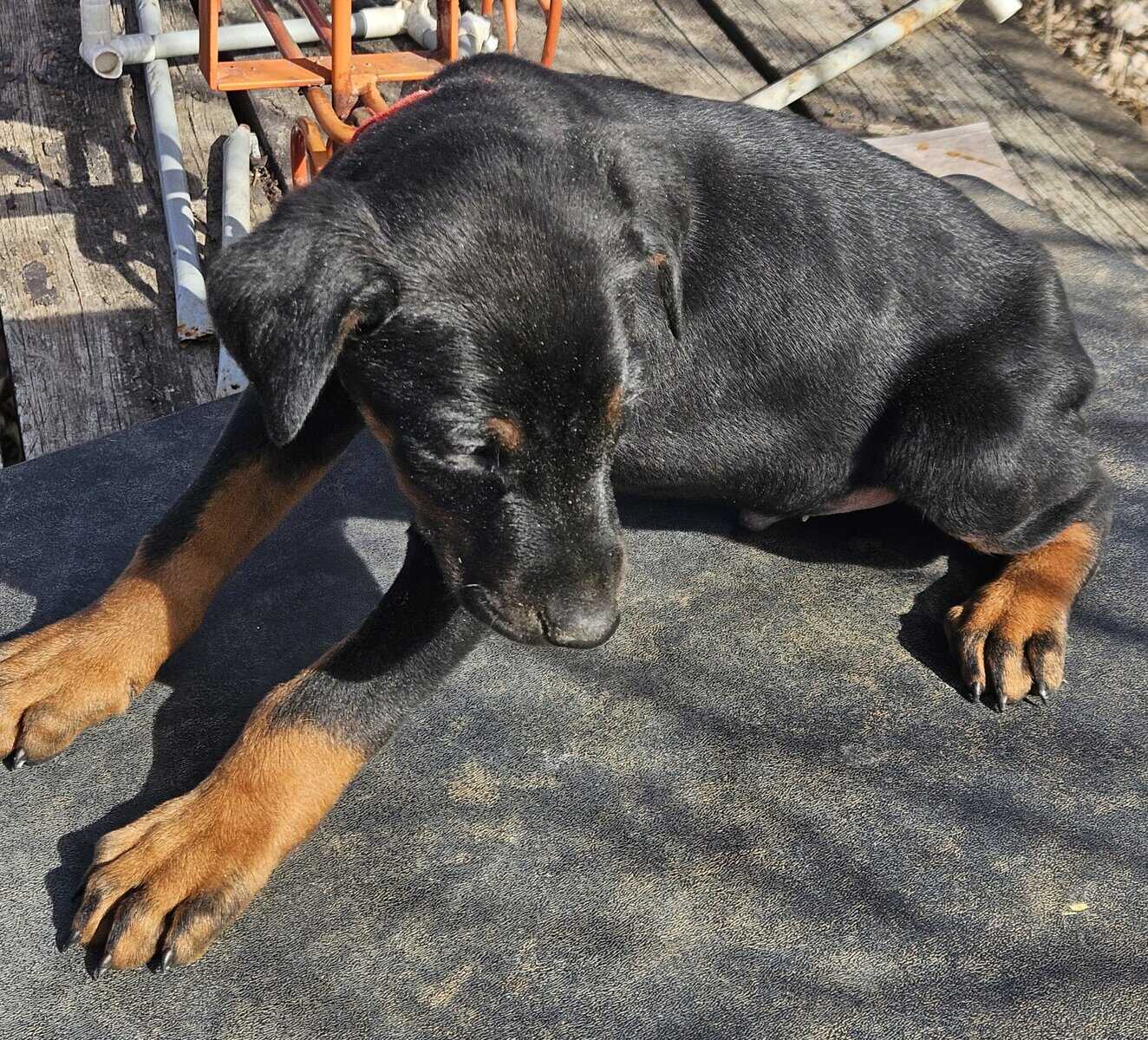 Doberman Puppy image 1