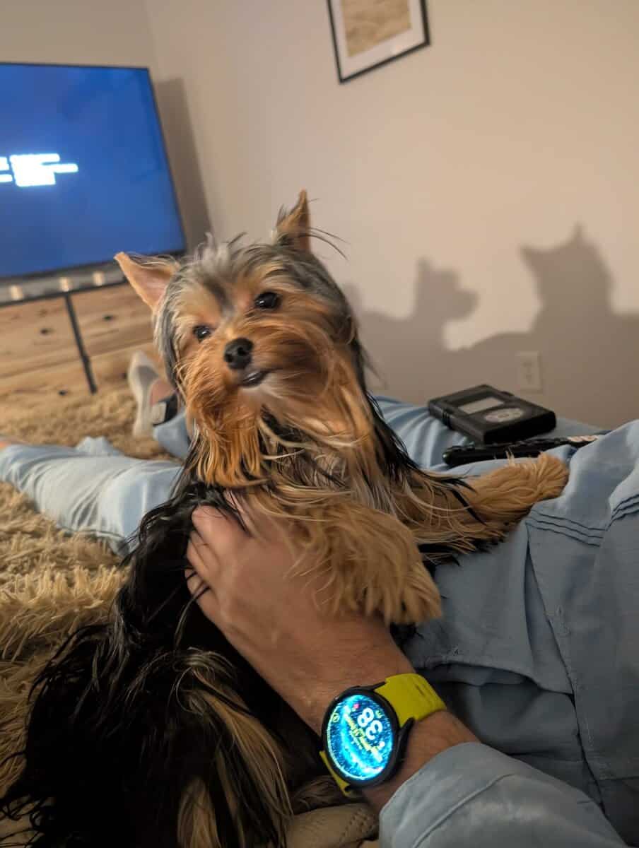 AKC Yorkies image 6