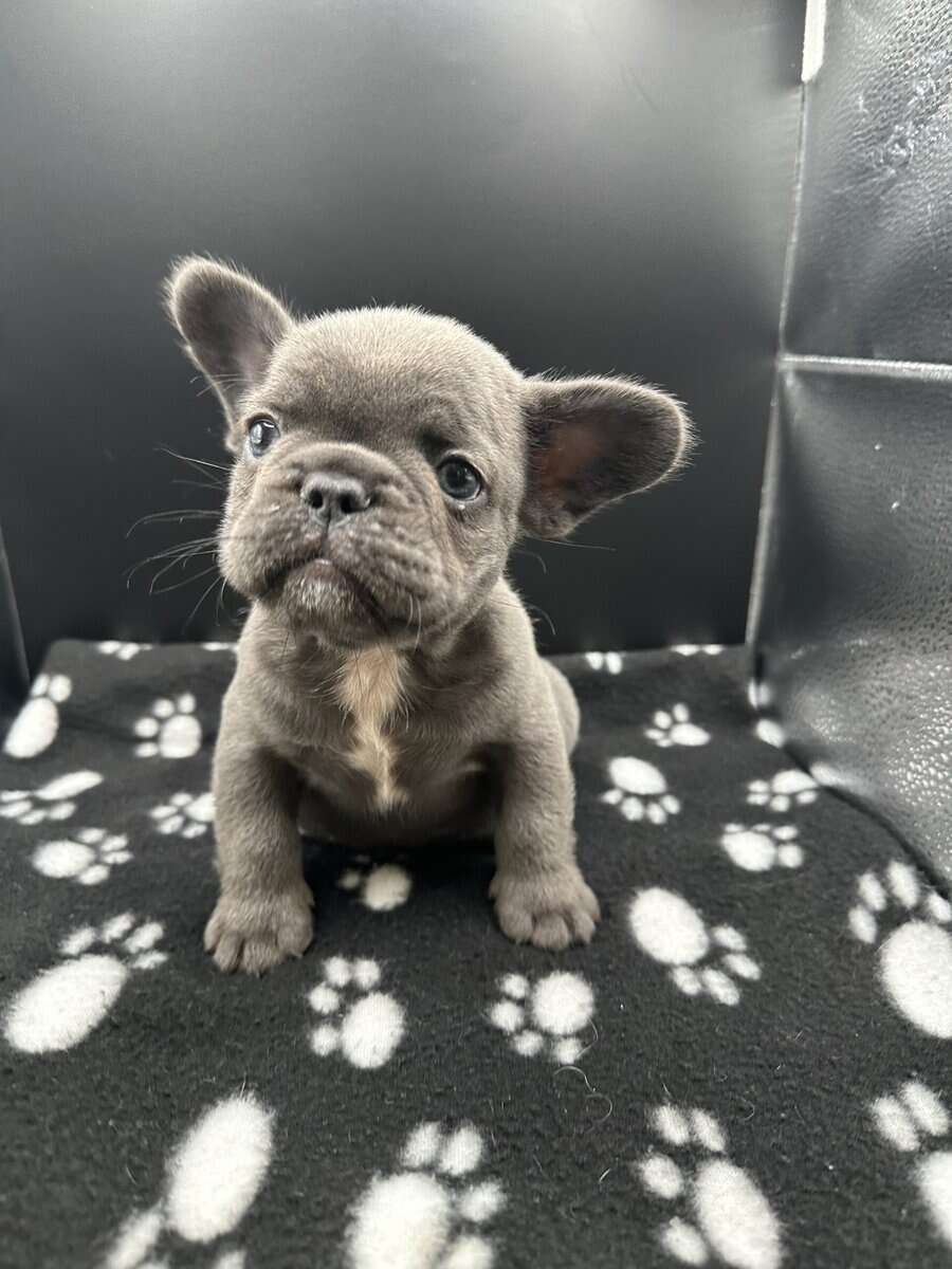 Exotic French Bulldog Puppies for sale image 1