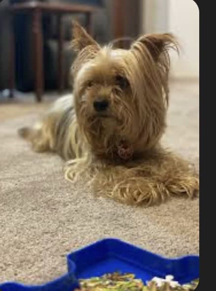 Yorkie silky image 3