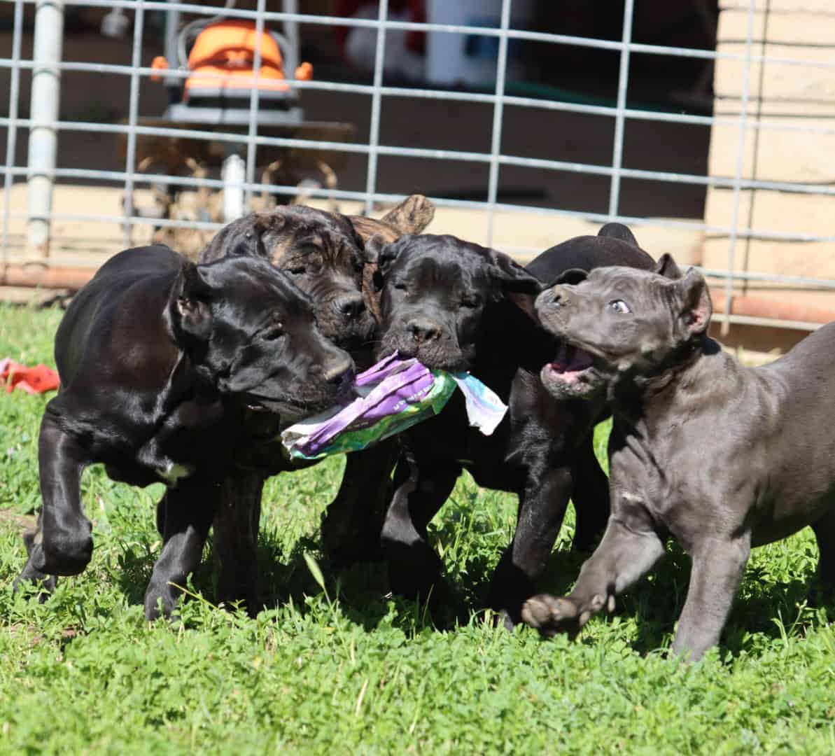 Cane Corso Puppies image 5