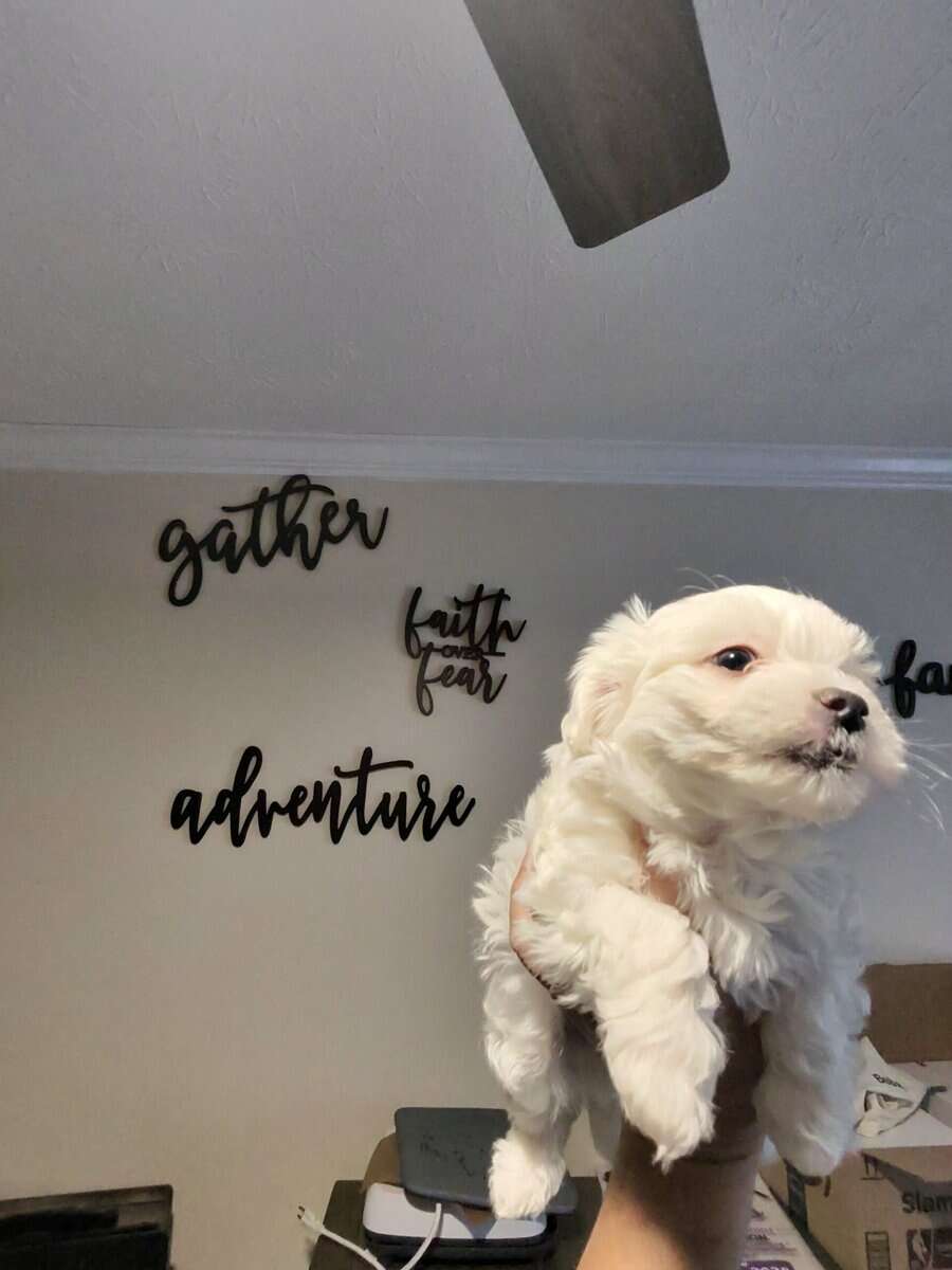 3..9 week old Maltese pups for sale image 10