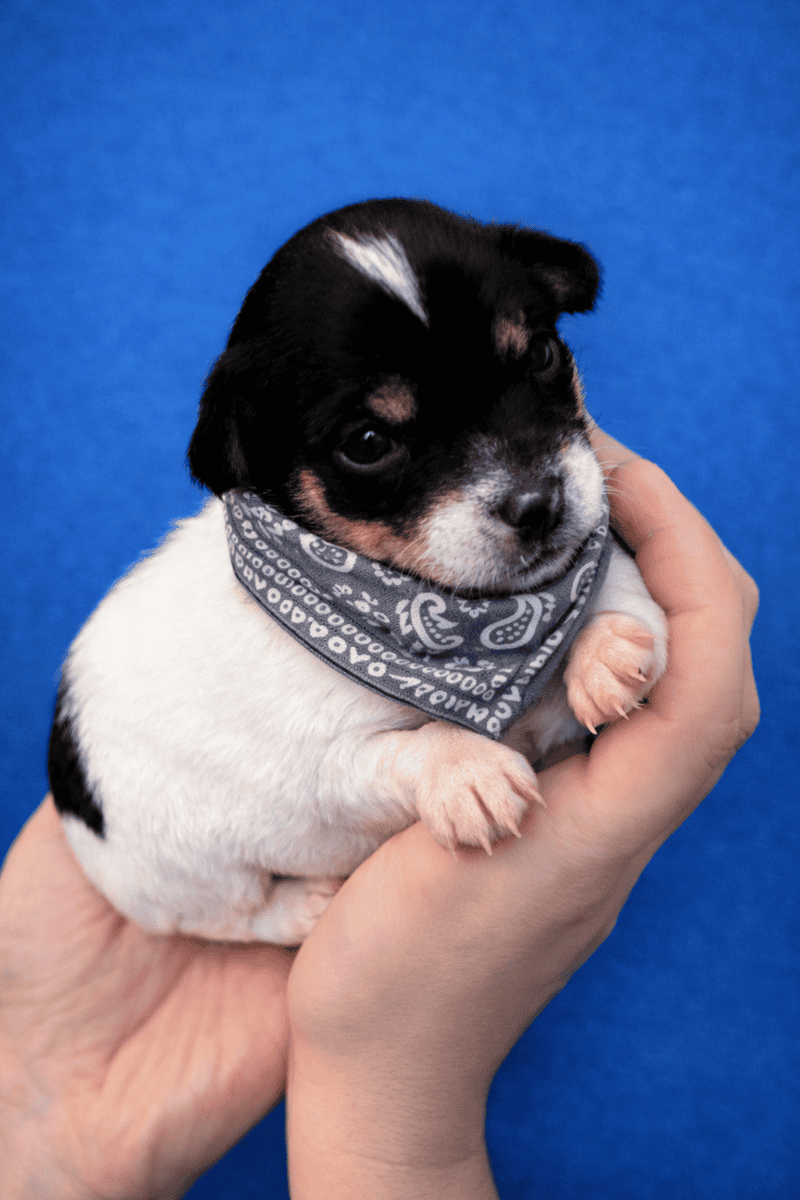 Male Chihuahua Puppies image 5