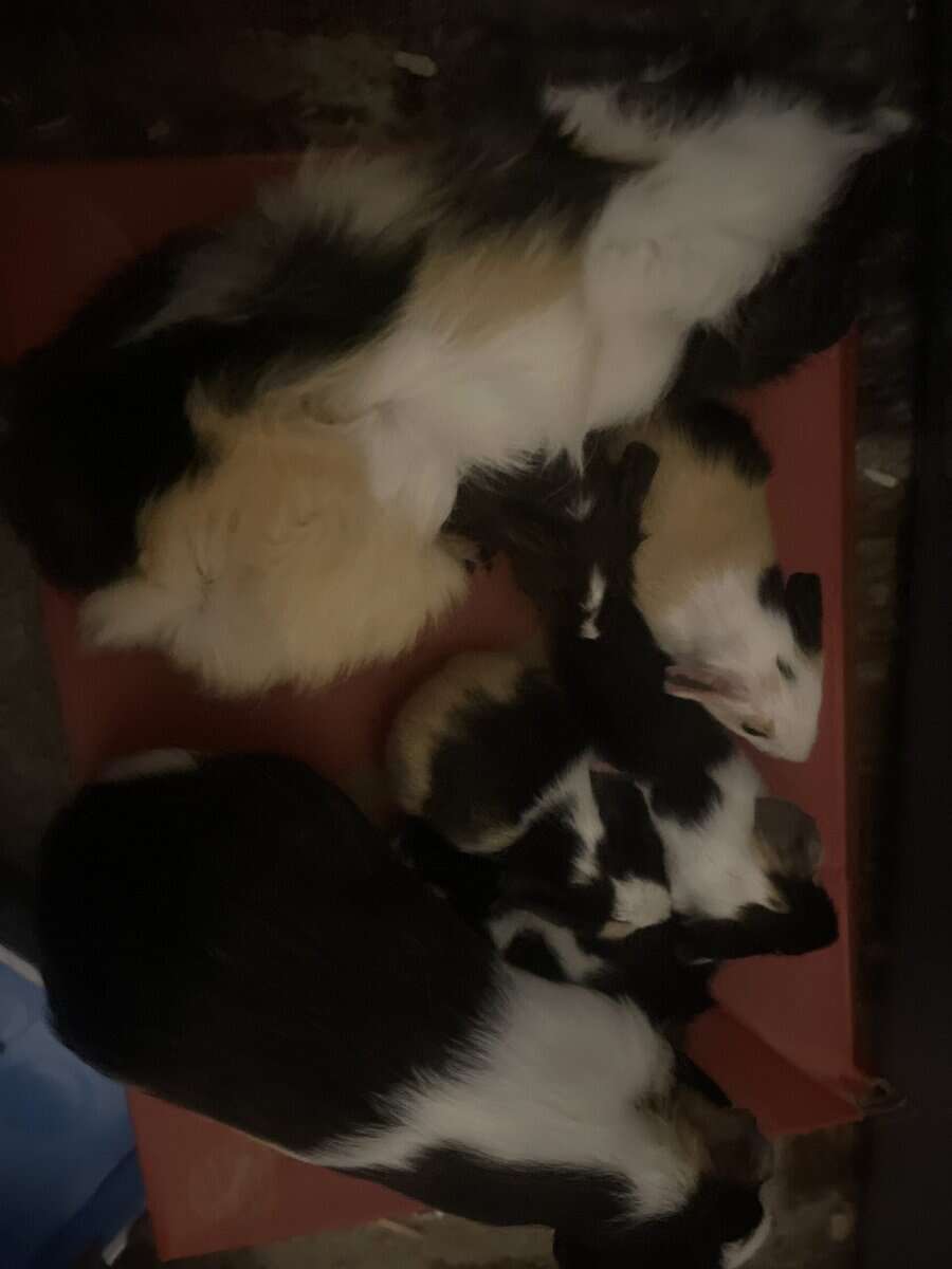 Guinea pigs image 1