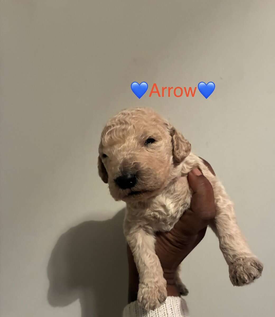 Goldendoodle Puppies image 4
