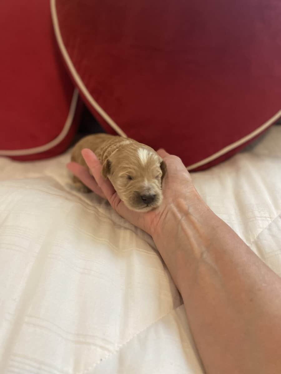 Have to be miniature, goldendoodle puppies image 2