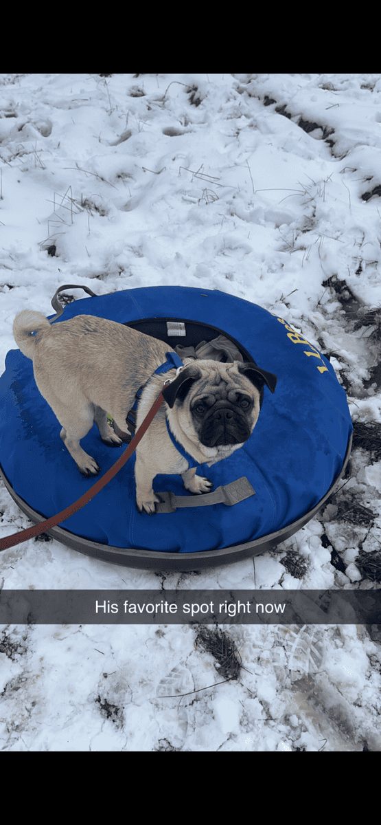 Pug Puppies image 2