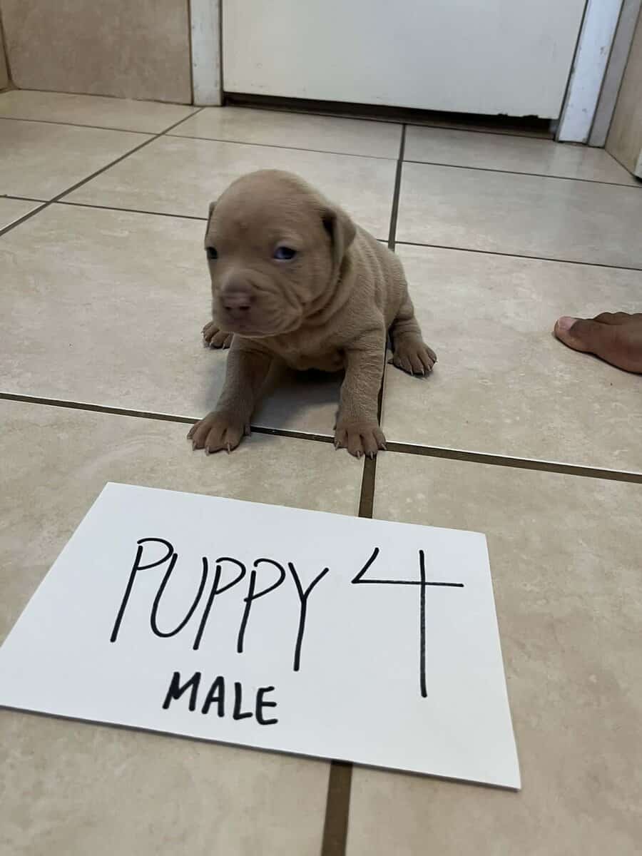 Beautiful 5 week old Red Nose American pittbulls image 5