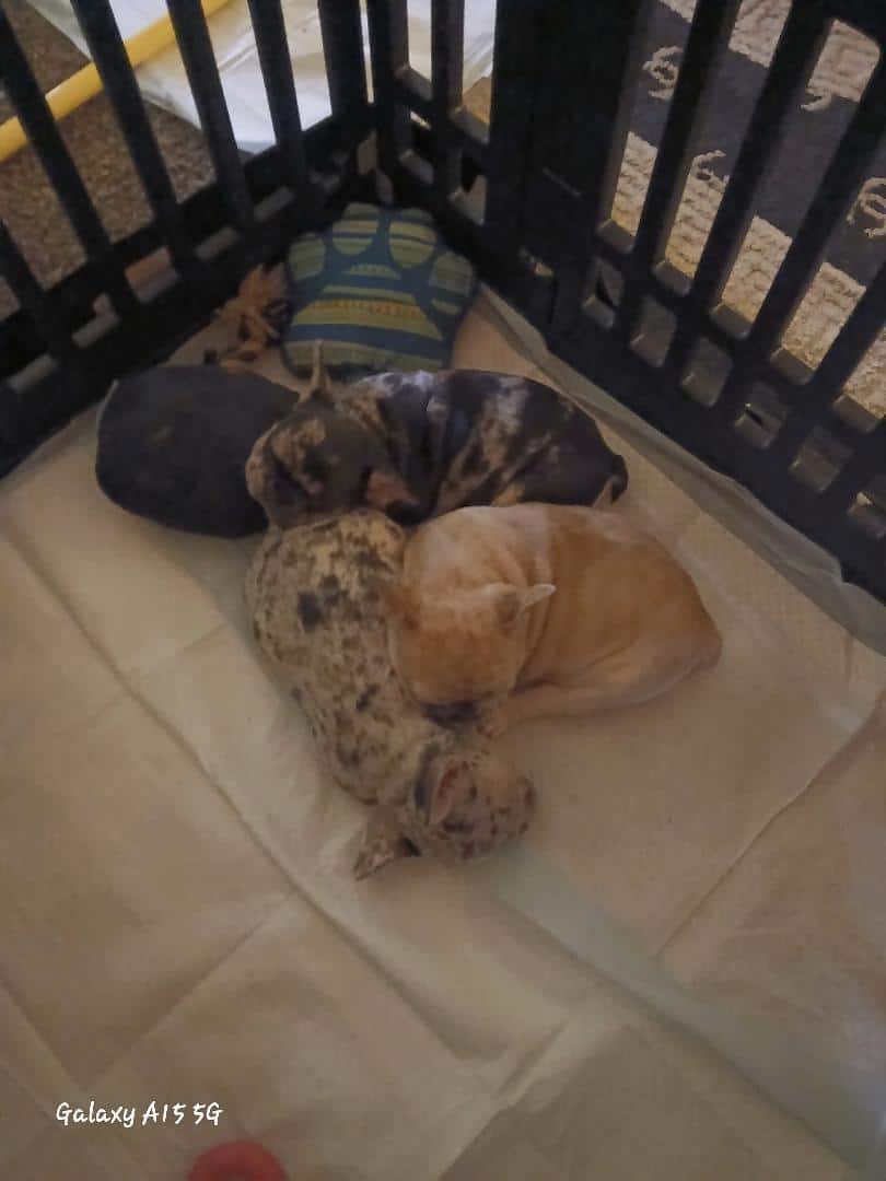 Frenchies ready for forever homes image 2
