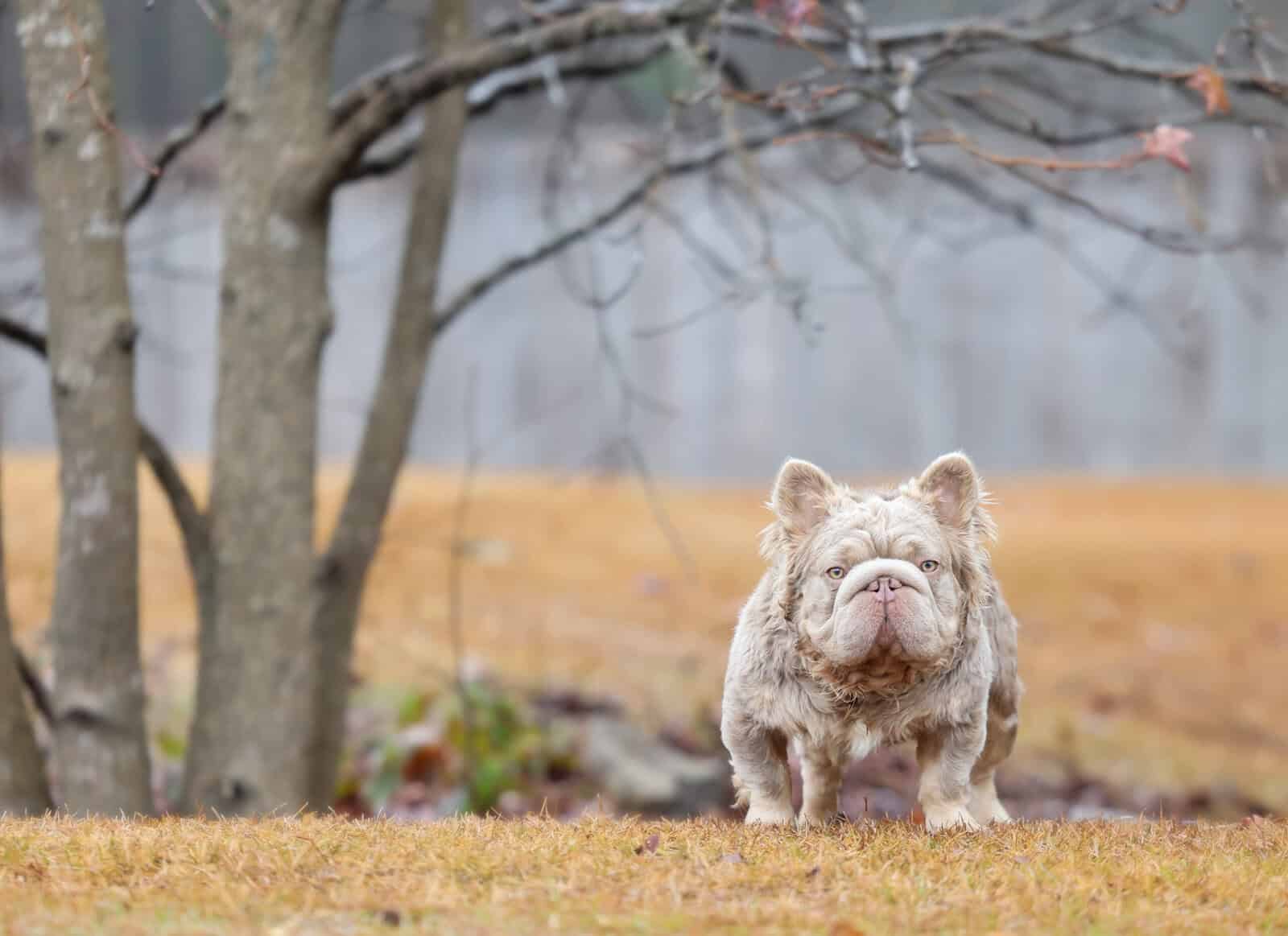 Tiny female frenchie image 7